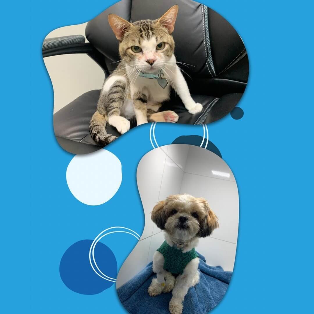 Alguns de meus pacientes 🐾🫶🏼🐱🐶🦴 atendidos na @petsevetsclinicaveterinaria e na @unaclinica (2)