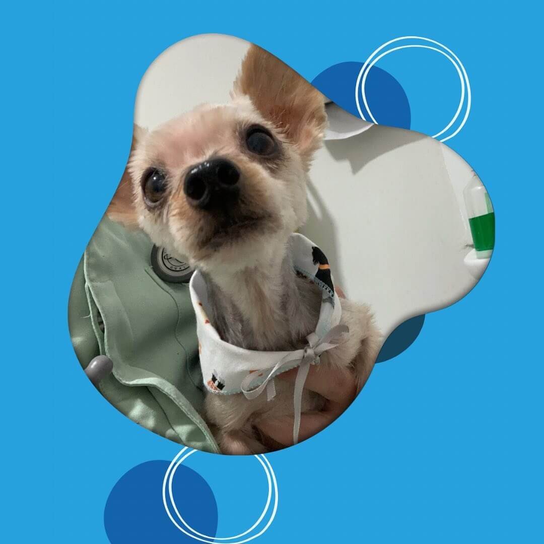 Alguns de meus pacientes 🐾🫶🏼🐱🐶🦴 atendidos na @petsevetsclinicaveterinaria e na @unaclinica (3)