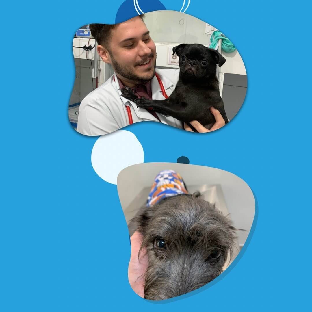 Alguns de meus pacientes 🐾🫶🏼🐱🐶🦴 atendidos na @petsevetsclinicaveterinaria e na @unaclinica (4)