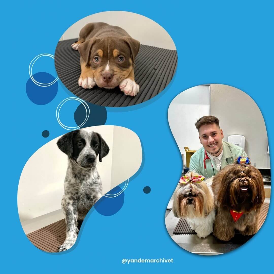 Alguns de meus pacientes 🐾🫶🏼🐱🐶🦴 atendidos na @petsevetsclinicaveterinaria e na @unaclinica
