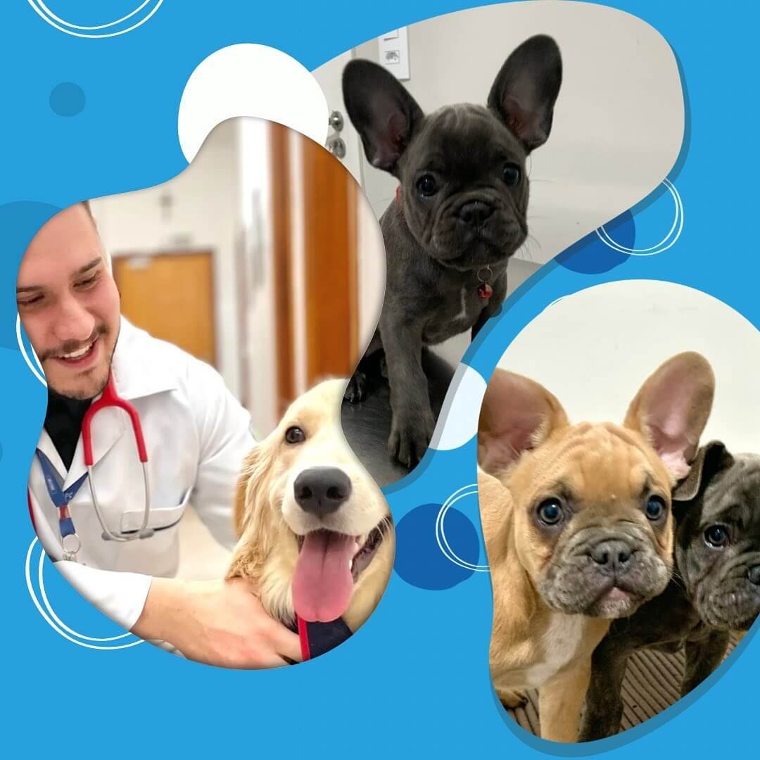 Um carrossel cheio de pets 🐾🫶🏼🐶🐱Alguns dos meus pacientes atendidos na @petsevetsclinicavet (1)